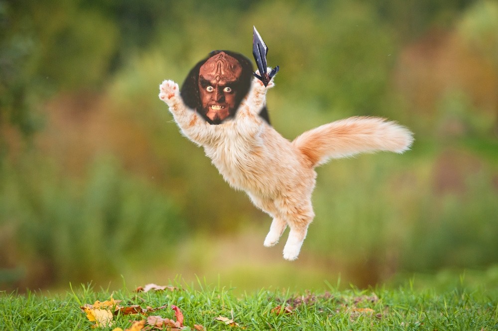 The meme is an image of a cat in mid-air, with its paws outstretched and its tail fluffed up. The cat's face is superimposed with a Klingon warrior's head from the Star Trek franchise, complete with a fierce scowl and a raised eyebrow. The text "I can smell the fear of my enemies" is written in a bold, Klingon-style font across the top of the image.